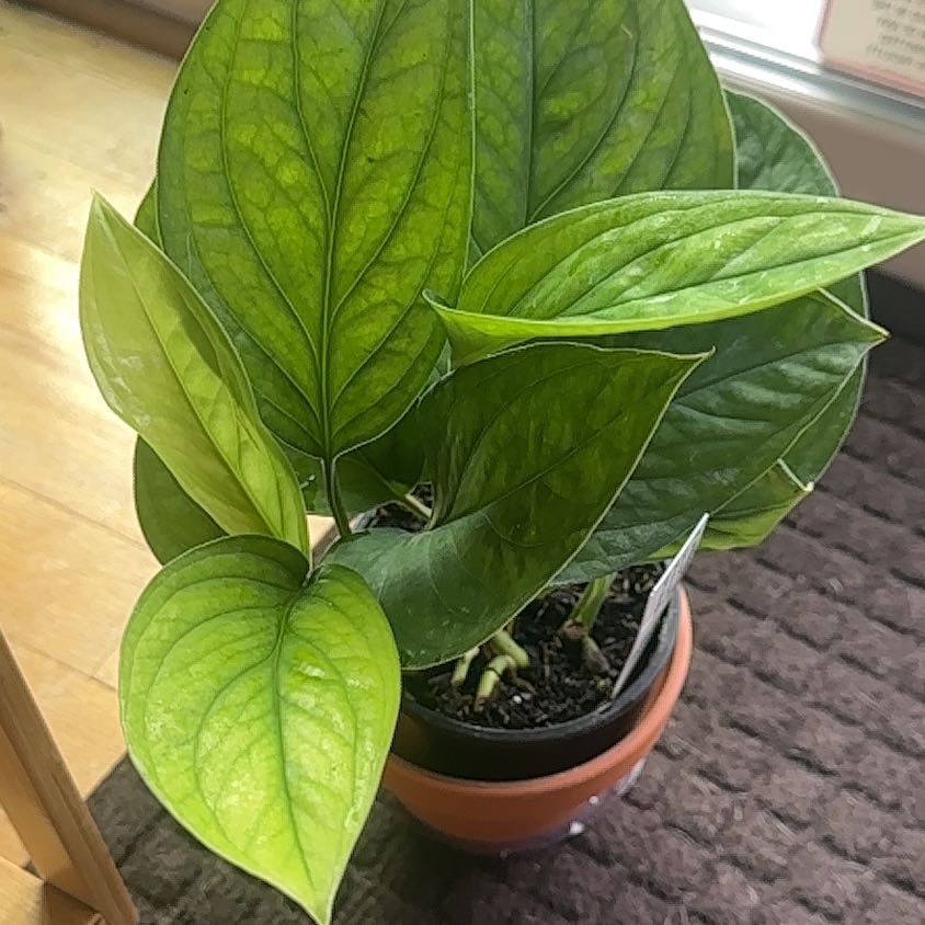 Photo of the plant species Monstera pinnatipartita 'Siam' by @Jenn83123 named Kendall on Greg, the plant care app