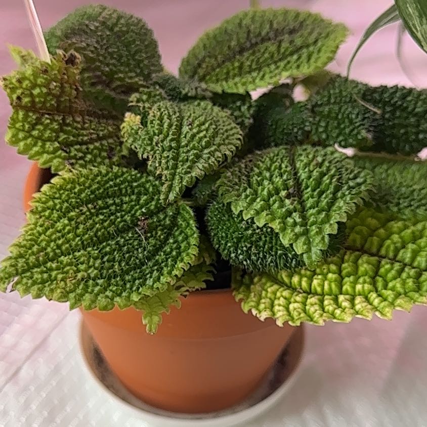 Pilea 'Moon Valley' plant in a pot with some yellowing at the leaf edges.