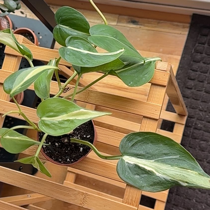 Philodendron 'Cream Splash' plant on a wooden stand with healthy green and cream variegated leaves.