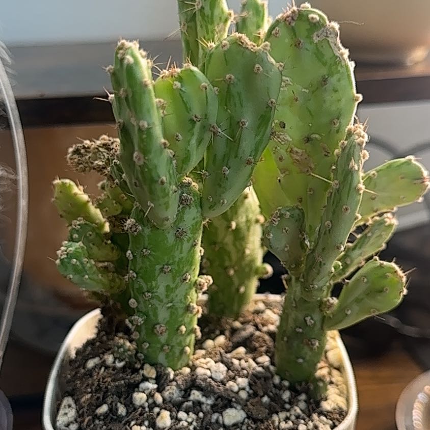 Photo of the plant species Joseph's Coat by @Jenn83123 named Hansel on Greg, the plant care app