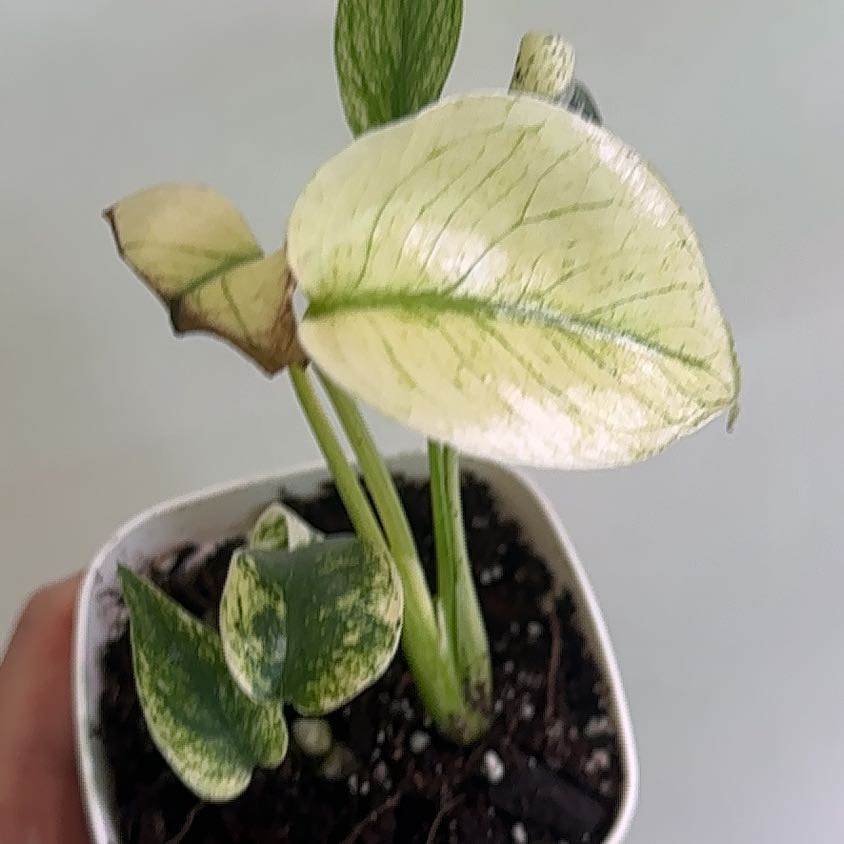 Plant care for monstera Thai Con on Greg, the plant care app