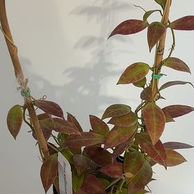 Photo of the plant species Hoya walliniana by @Jenn83123 named Taurus on Greg, the plant care app