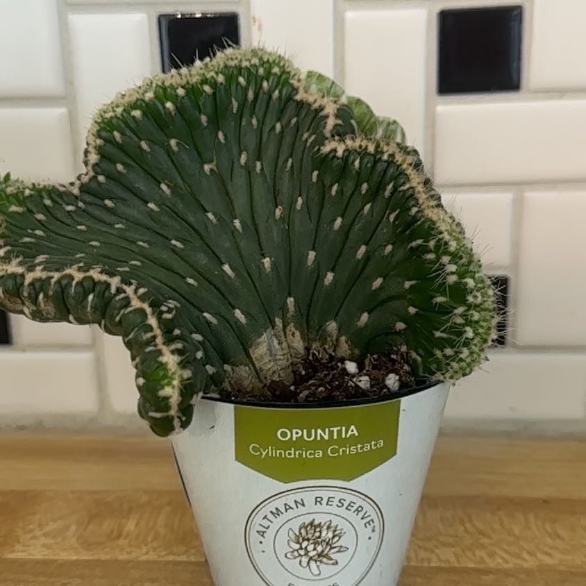 Photo of the plant species Opuntia Cylindrica Crest by @Jenn83123 named Navajo on Greg, the plant care app