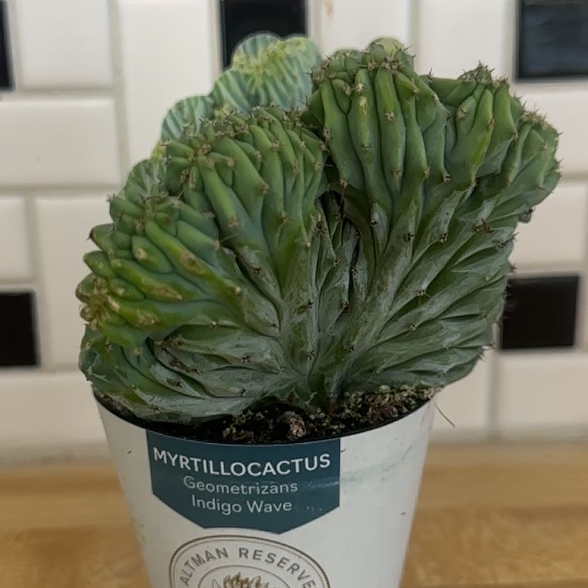Photo of the plant species Myrtillocactus geometrizans f. cristata 'Indigo Wave' by @Jenn83123 named Tupot amaroot on Greg, the plant care app