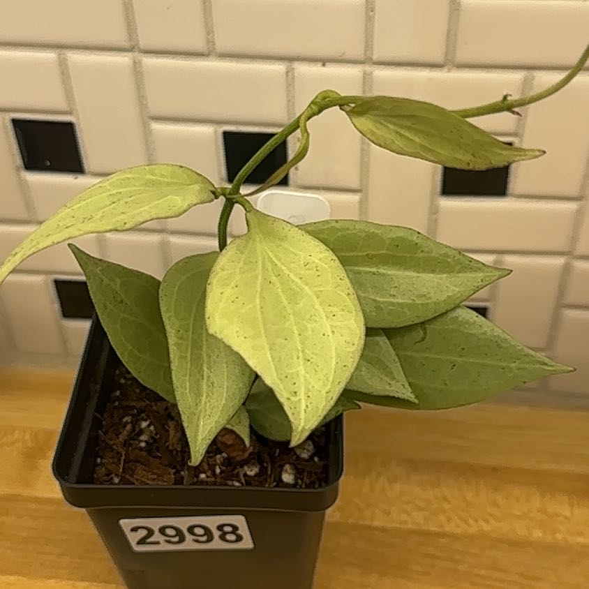 Photo of the plant species New Guinea Ghost Hoya by @Jenn83123 named Baesil on Greg, the plant care app