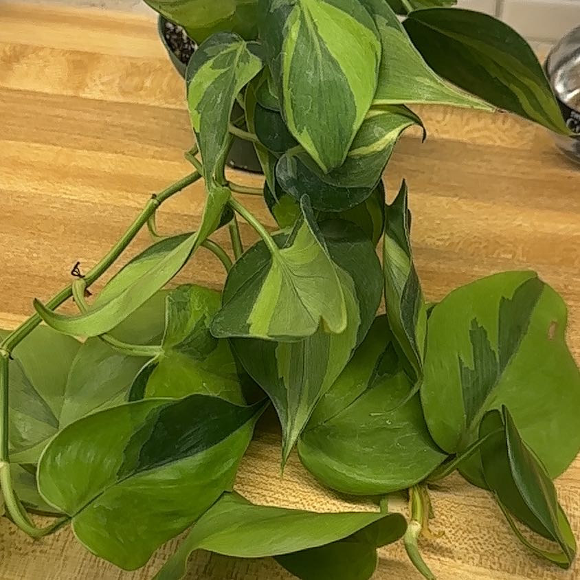 Photo of the plant species Philodendron hederaceum 'Carnival' by @Jenn83123 named Treeyoncé on Greg, the plant care app