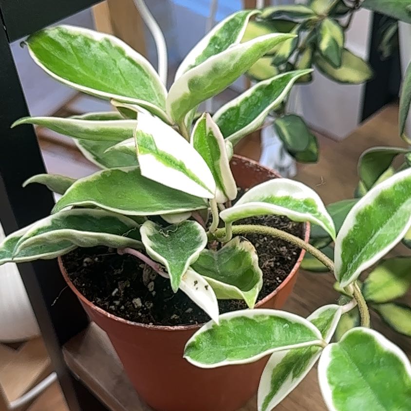 Photo of the plant species Hoya carnosa 'Albomarginata’ by @Jenn83123 named Rainbow on Greg, the plant care app