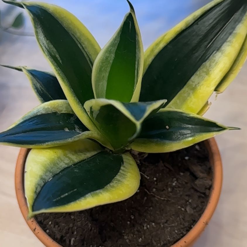 Photo of the plant species Sansevieria 'Hahnii Jade Marginata' by @Jenn83123 named Sir Plancelot on Greg, the plant care app