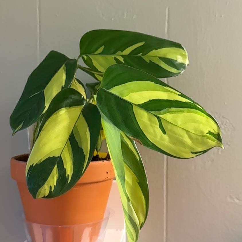 Golden Mosaic Plant with variegated green and yellow leaves in a pot.