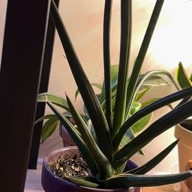 Photo of the plant species Dracaena suffruticosa by @Jenn83123 named Beckham on Greg, the plant care app