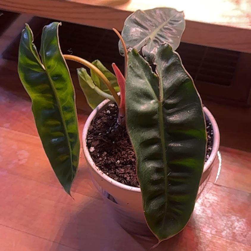 Philodendron billietiae plant in a pot with healthy green leaves and visible soil.