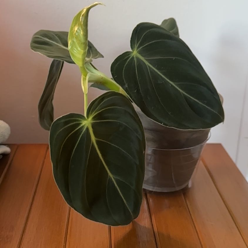 Philodendron melanochrysum x verrucosum plant with dark green, heart-shaped leaves in a transparent pot.