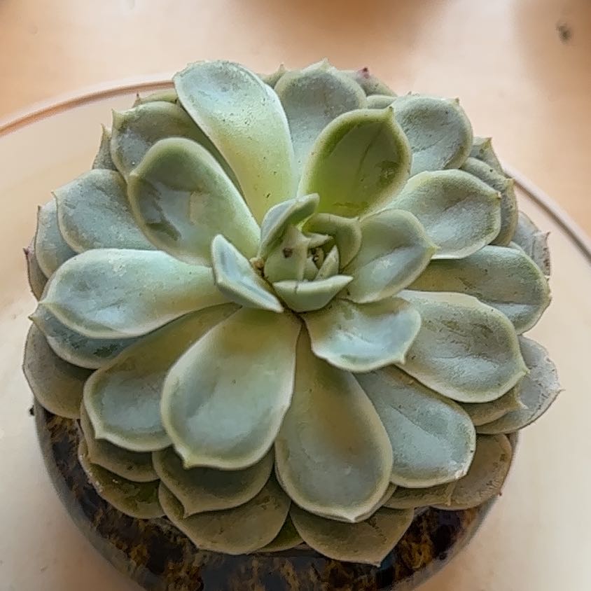 Echeveria 'Arctic Ice' succulent with healthy rosette-shaped leaves.