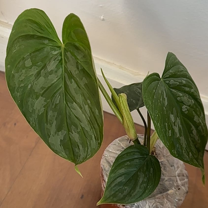 Philodendron 'Majestic' plant with large, healthy, heart-shaped leaves.