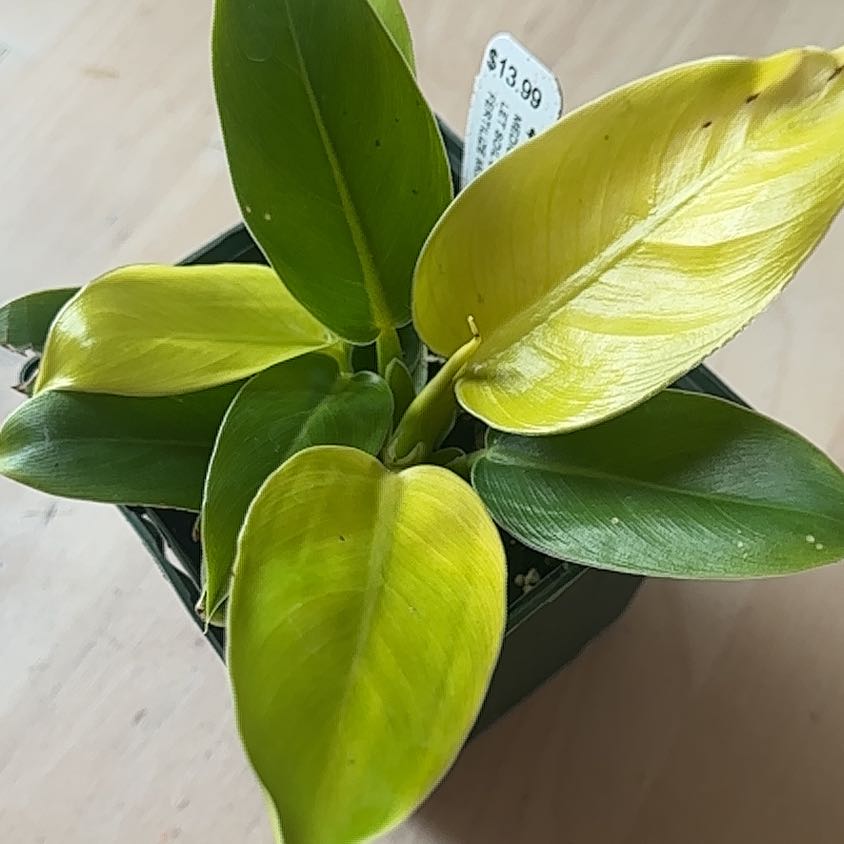 Philodendron 'Moonlight' plant with yellowing leaves in a small pot.