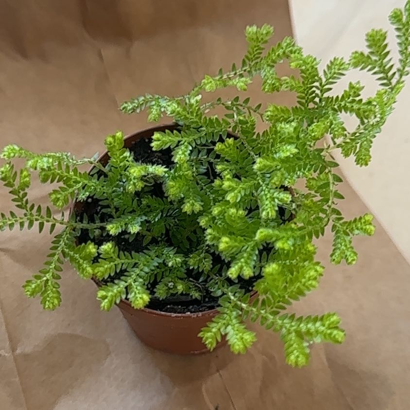 Healthy, thriving club moss plant with lush green foliage growing in a brown ceramic pot.
