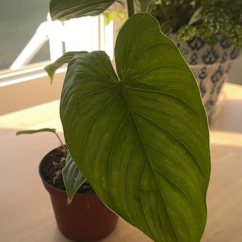Philodendron mamei plant with a prominent green leaf in a small pot with visible soil.