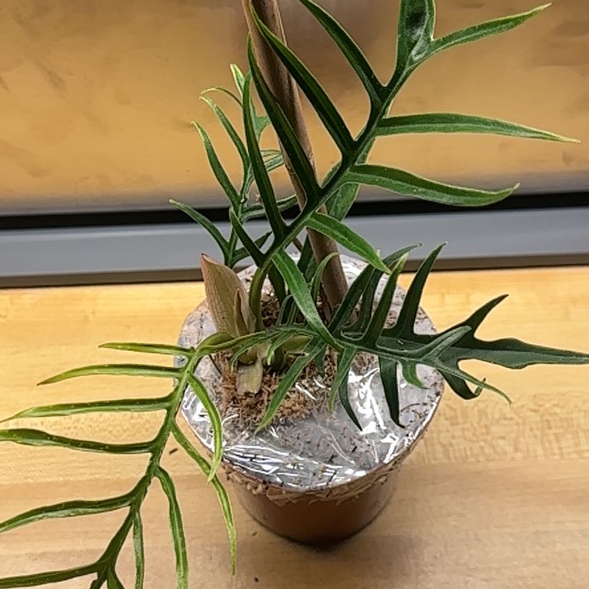 Philodendron tortum plant in a pot with green leaves and reflective material covering the soil.