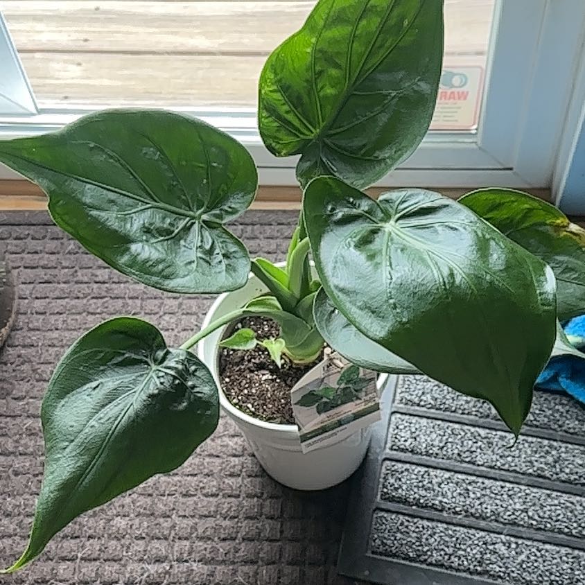 Healthy Chinese Taro plant with large green leaves in white pot on doormat.