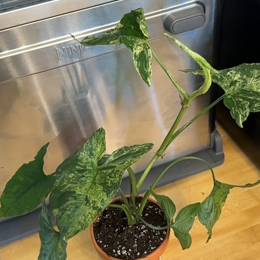 Syngonium podophyllum 'Mojito' plant in a pot with variegated leaves.