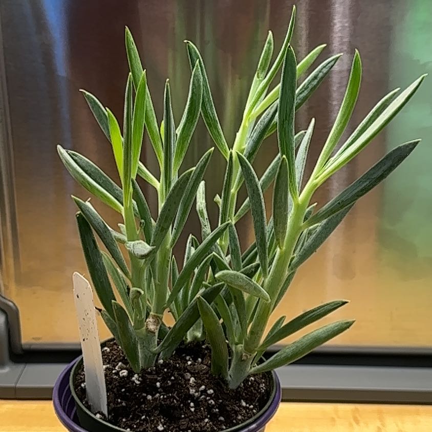 Healthy Narrow-Leaf Chalk Sticks plant in a pot with visible soil.