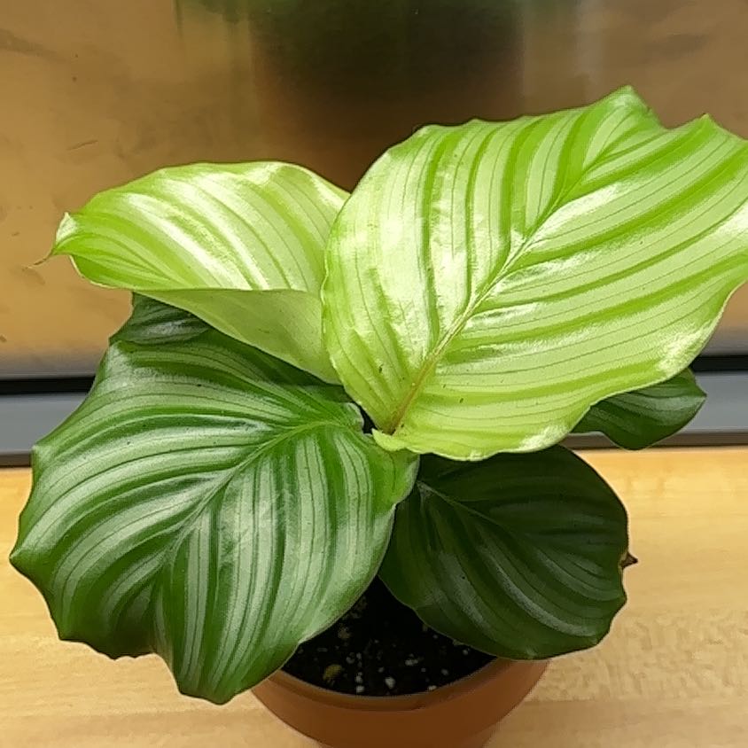 Healthy Calathea Orbifolia plant with large, striped leaves in a pot.