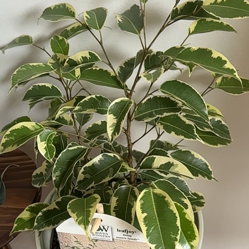 A healthy variegated Weeping Fig houseplant in a wicker basket, with glossy cream and green leaves.