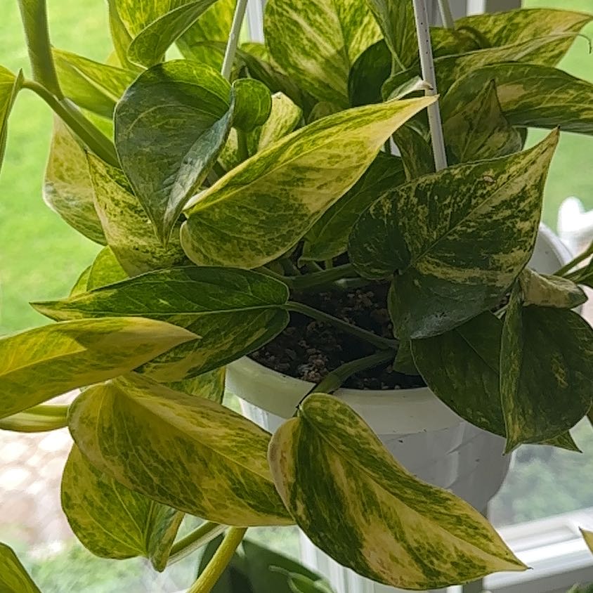Hawaiian Pothos plant in a hanging pot with variegated green and yellow leaves.