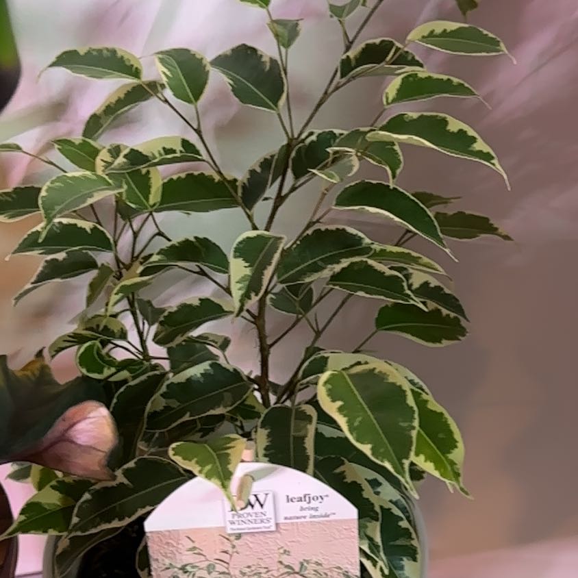 Healthy Weeping Fig plant with glossy variegated leaves and weeping growth habit, hand holding branch to show flexibility.