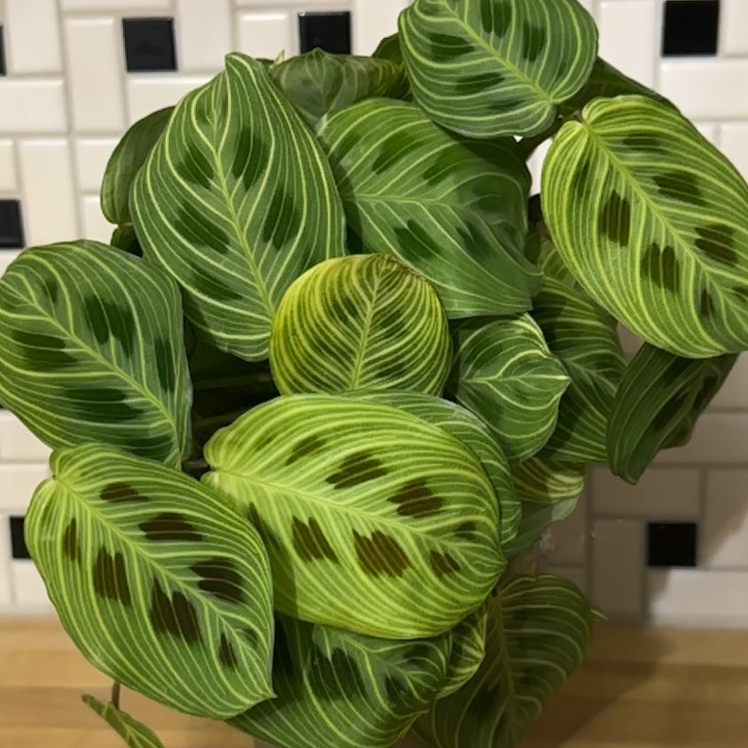 Photo of the plant species Maranta Light Veins by @Jenn83123 named Megyn on Greg, the plant care app