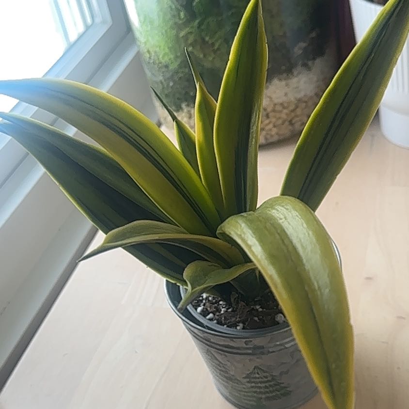 Photo of the plant species Sansevieria 'La Rubia' by @Jenn83123 named Severus on Greg, the plant care app