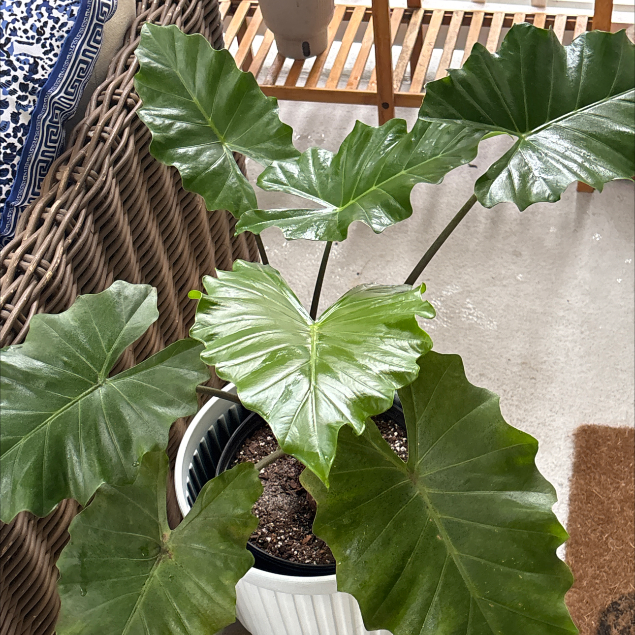 Photo of the plant species Alocasia Lutea by @ZenGwynGarden named Ellie on Greg, the plant care app