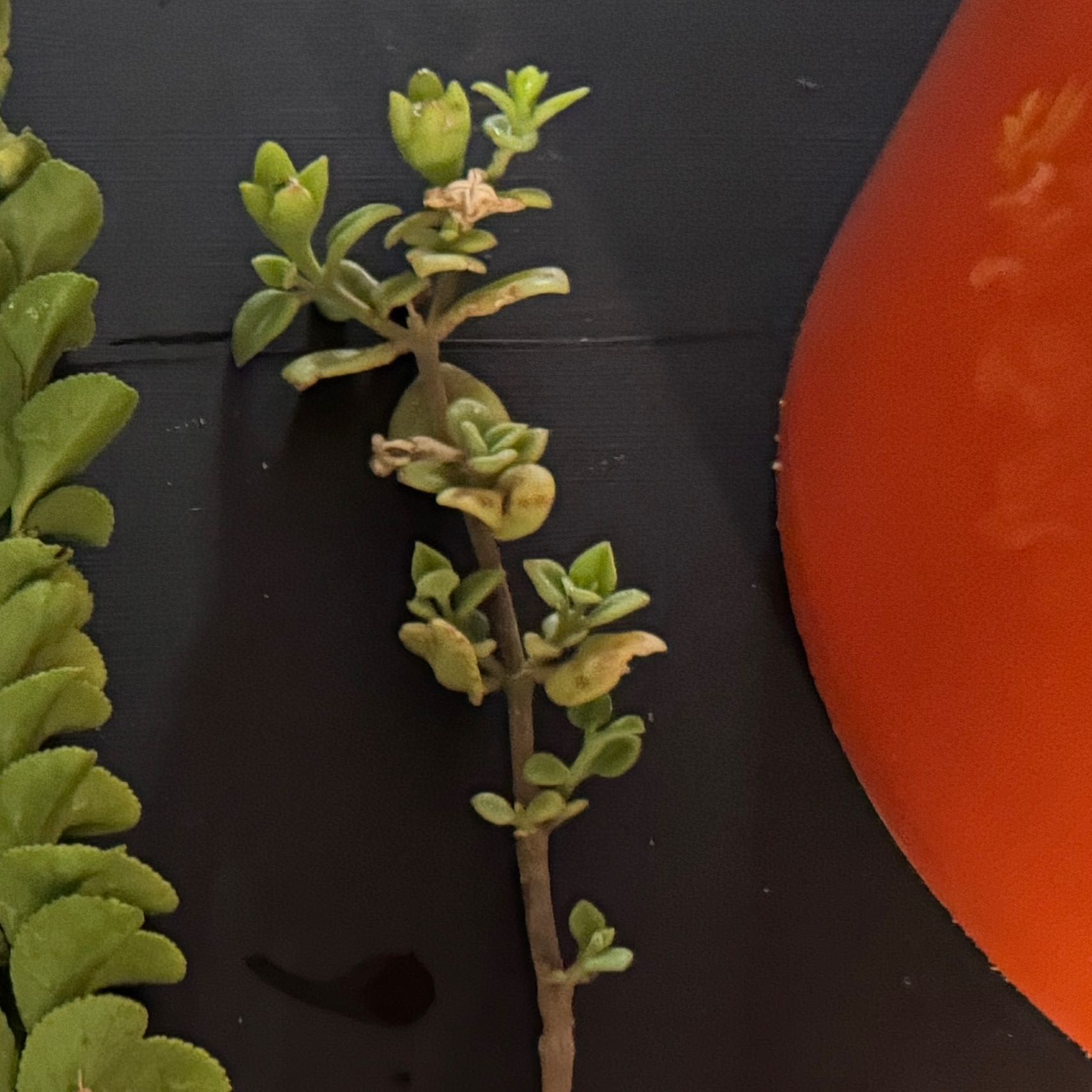Photo of the plant species Thyme-Leafed Gratiola by @SaluteEvergreen named Kesha on Greg, the plant care app