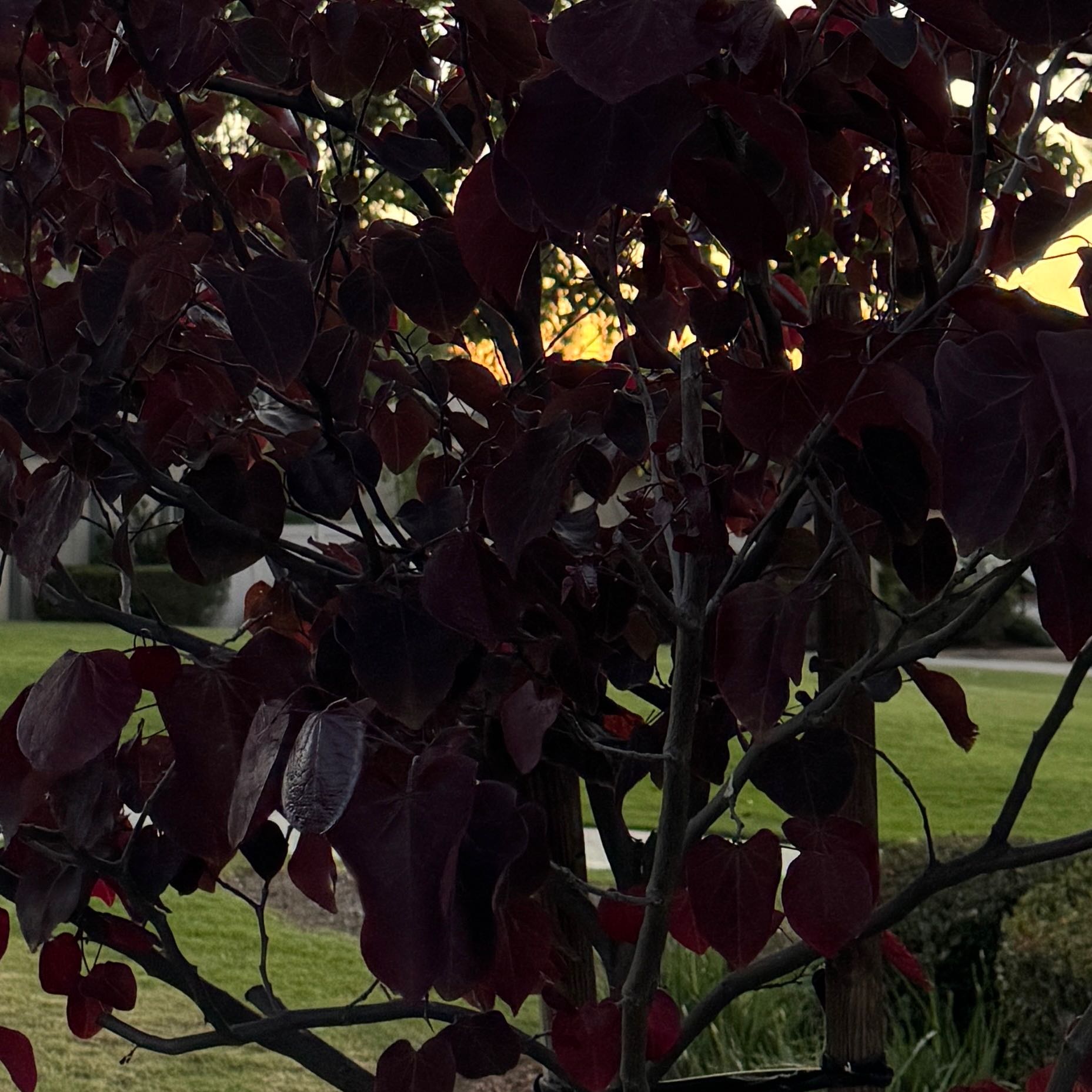 Photo of the plant species Caribbean Copper Plant by @SaluteEvergreen named Morgan Treeman on Greg, the plant care app