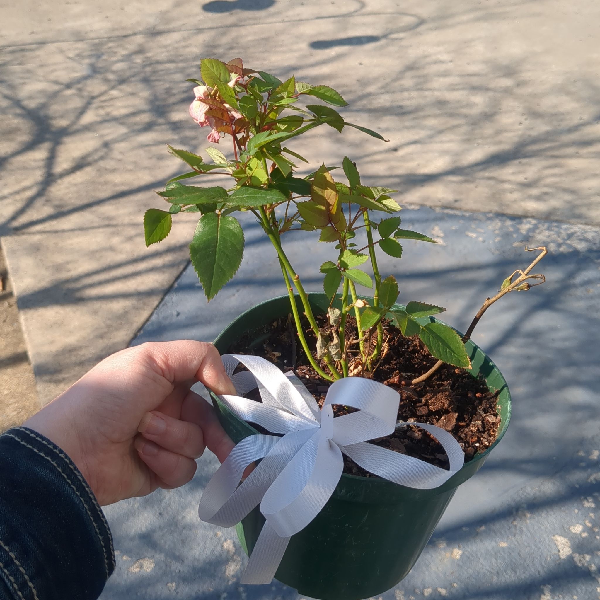 Photo of the plant species Miniature Rose by @SultryRhodotus named Freja on Greg, the plant care app