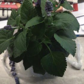 Photo of the plant species Scarlet Sage by @FearlessChosmo named Demi on Greg, the plant care app