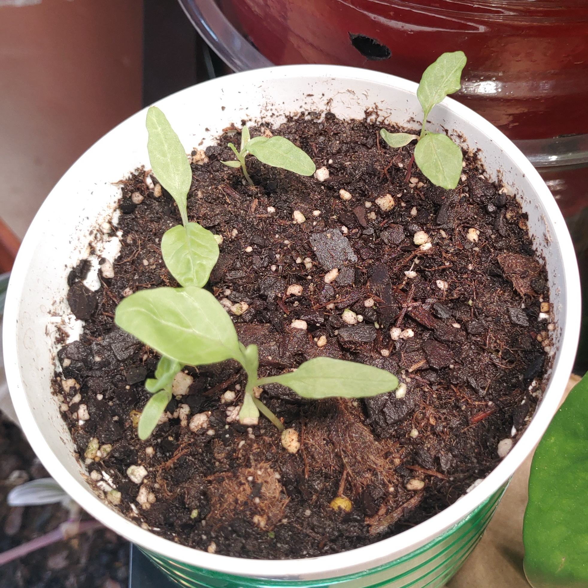 Photo of the plant species Coleus by @Shellyjam56 named Edward jr on Greg, the plant care app