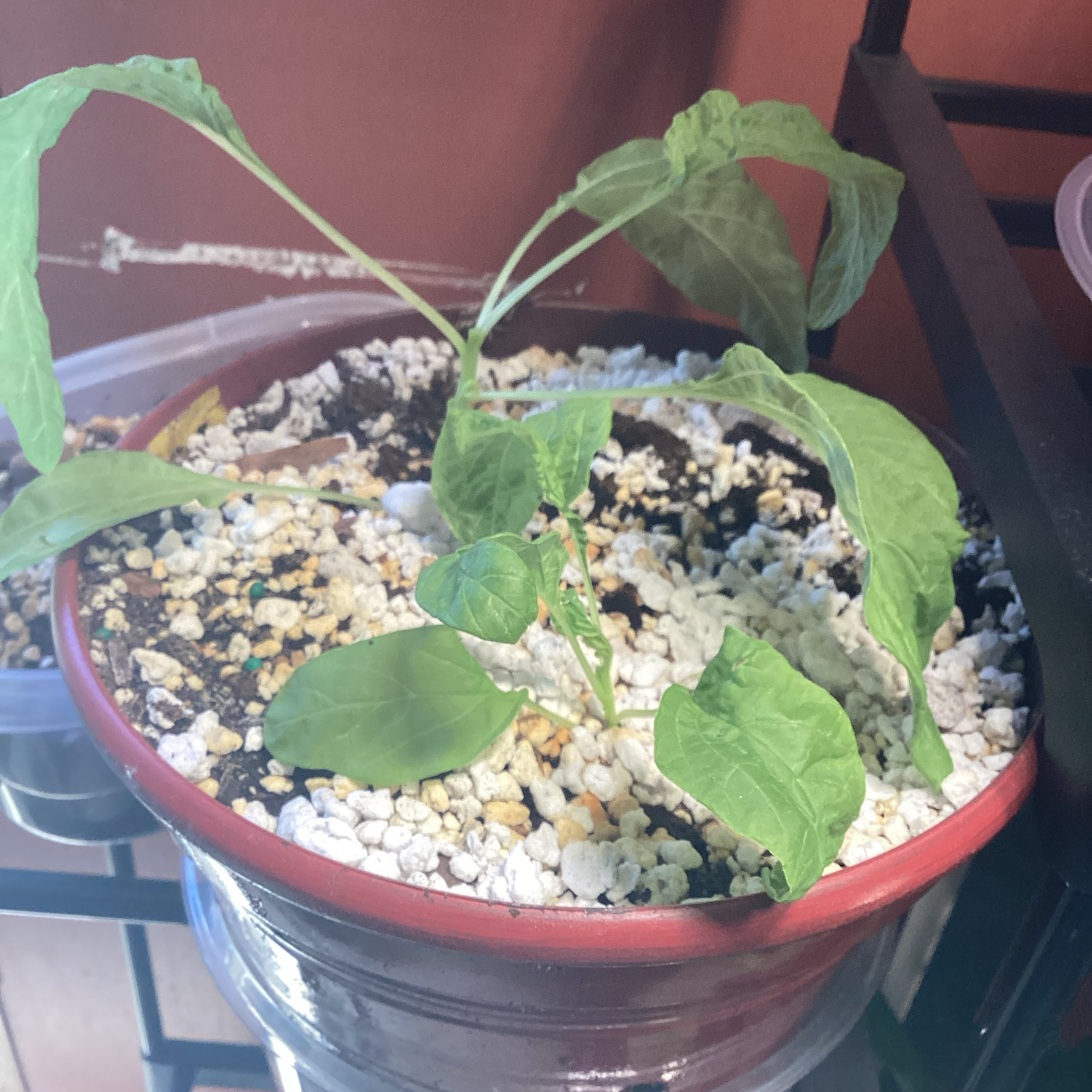 Photo of the plant species Coleus hadiensis by @Shellyjam56 named Mando on Greg, the plant care app