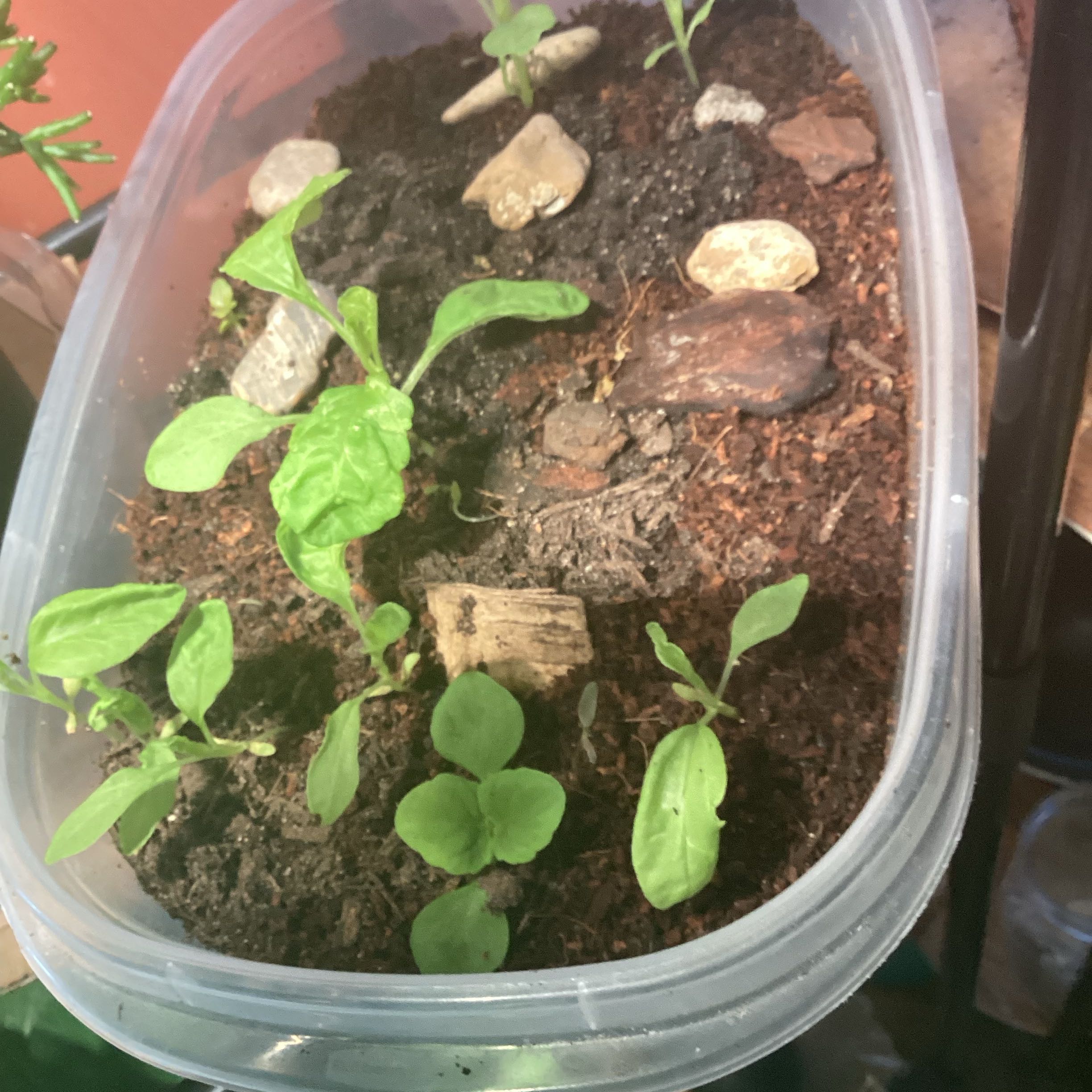 Photo of the plant species Coleus by @Shellyjam56 named Dax on Greg, the plant care app