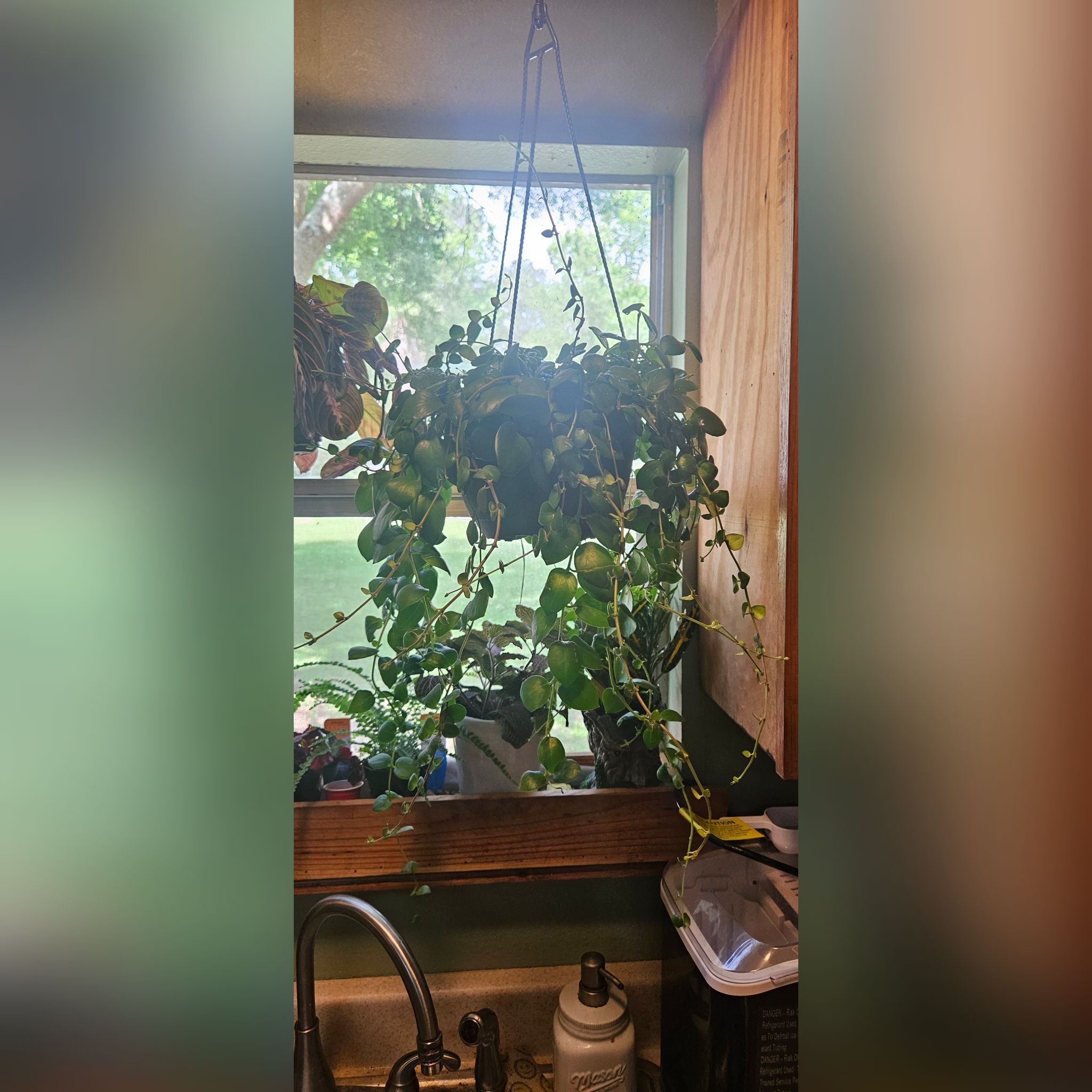 Photo of the plant species Aeschynanthus 'Thai Pink' by @GiftedMint95 named Delilah on Greg, the plant care app