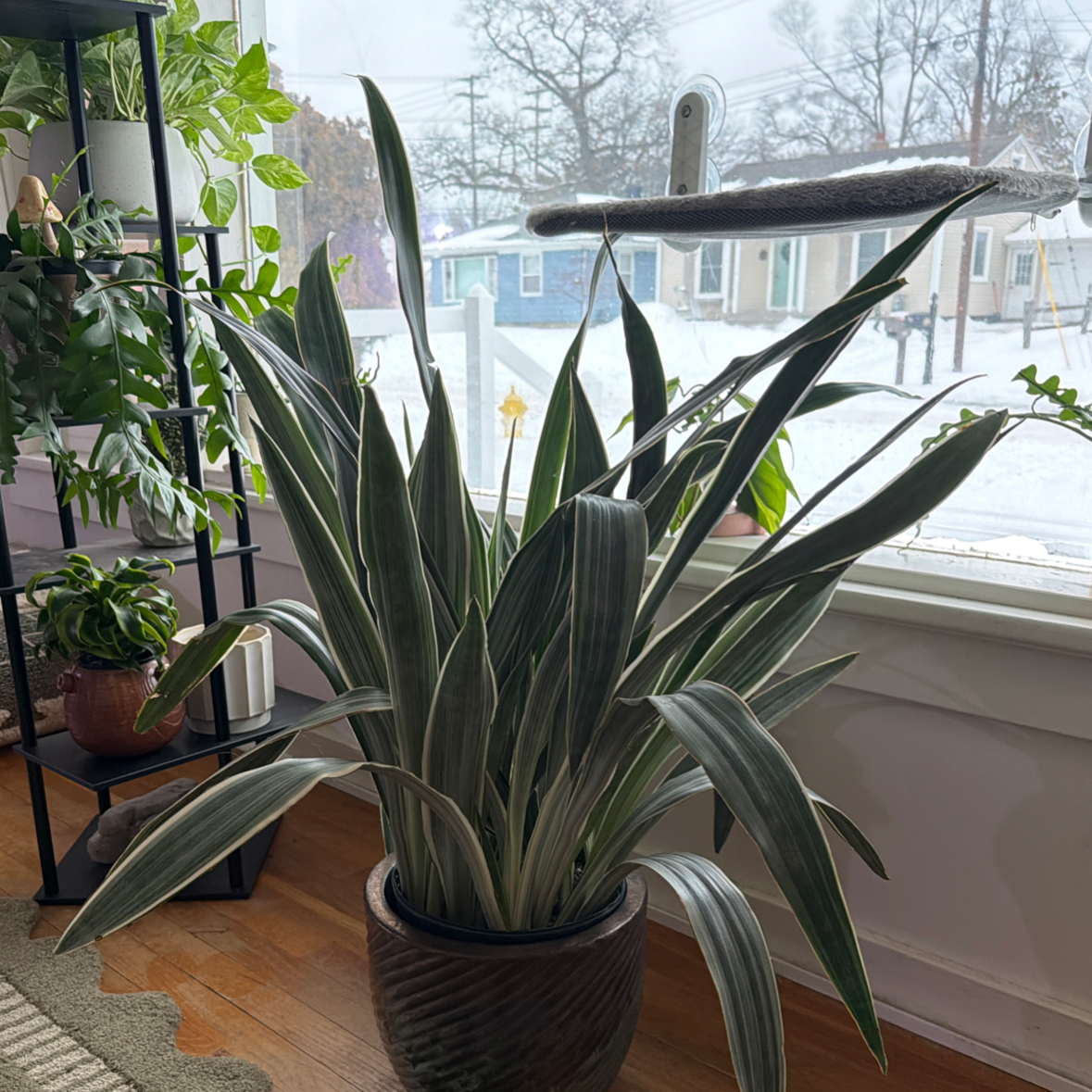 Photo of the plant species Snake Plant by @LizOlenick named Tolkien on Greg, the plant care app