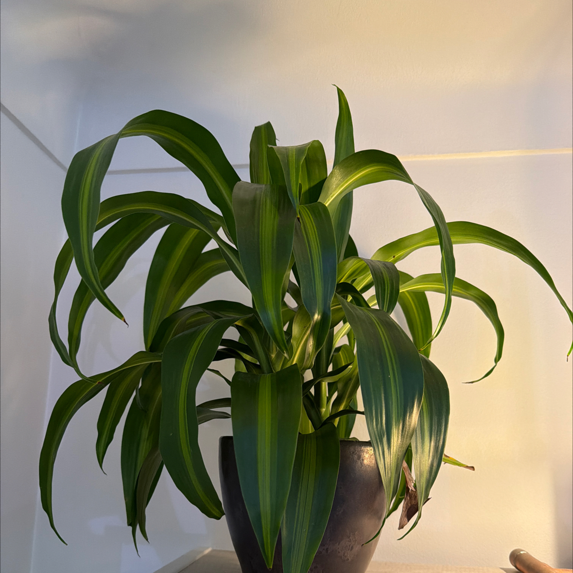 Photo of the plant species Dracaena 'Hawaiian Sunshine' by @LizOlenick named Elina on Greg, the plant care app
