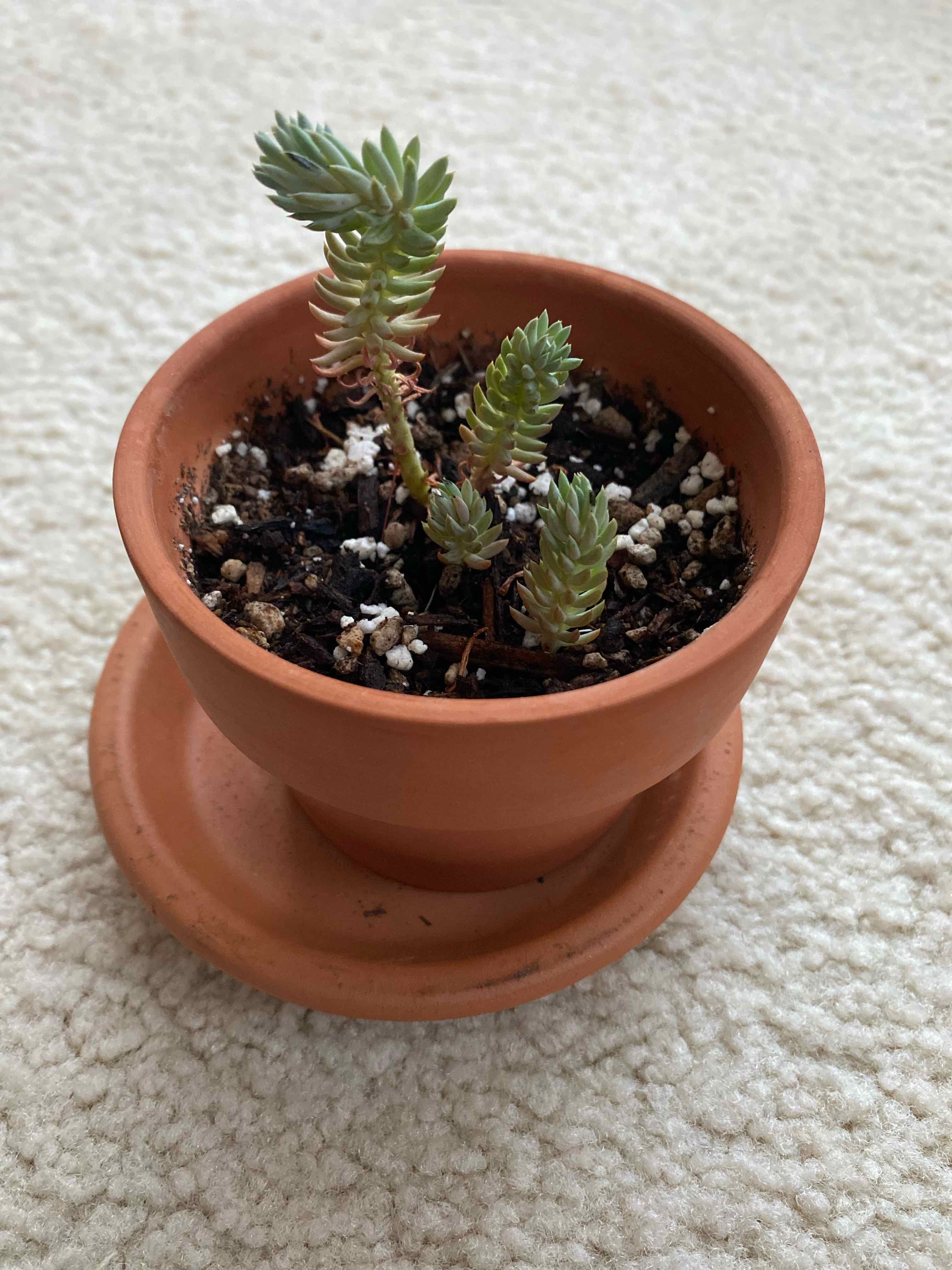 Pale Stonecrop succulent in a terracotta pot on a light-colored surface.