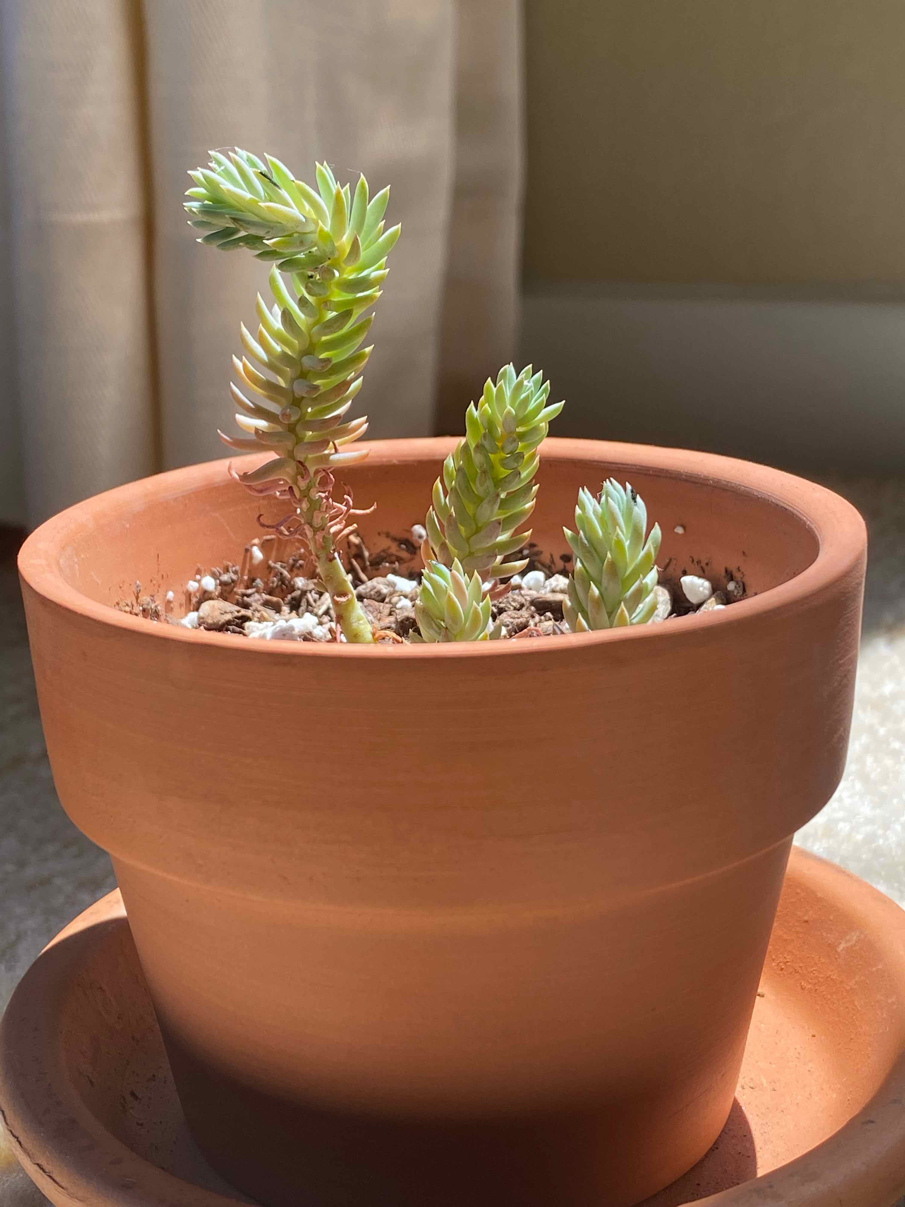 Pale Stonecrop plant in a terracotta pot with visible soil, well-framed and in focus.