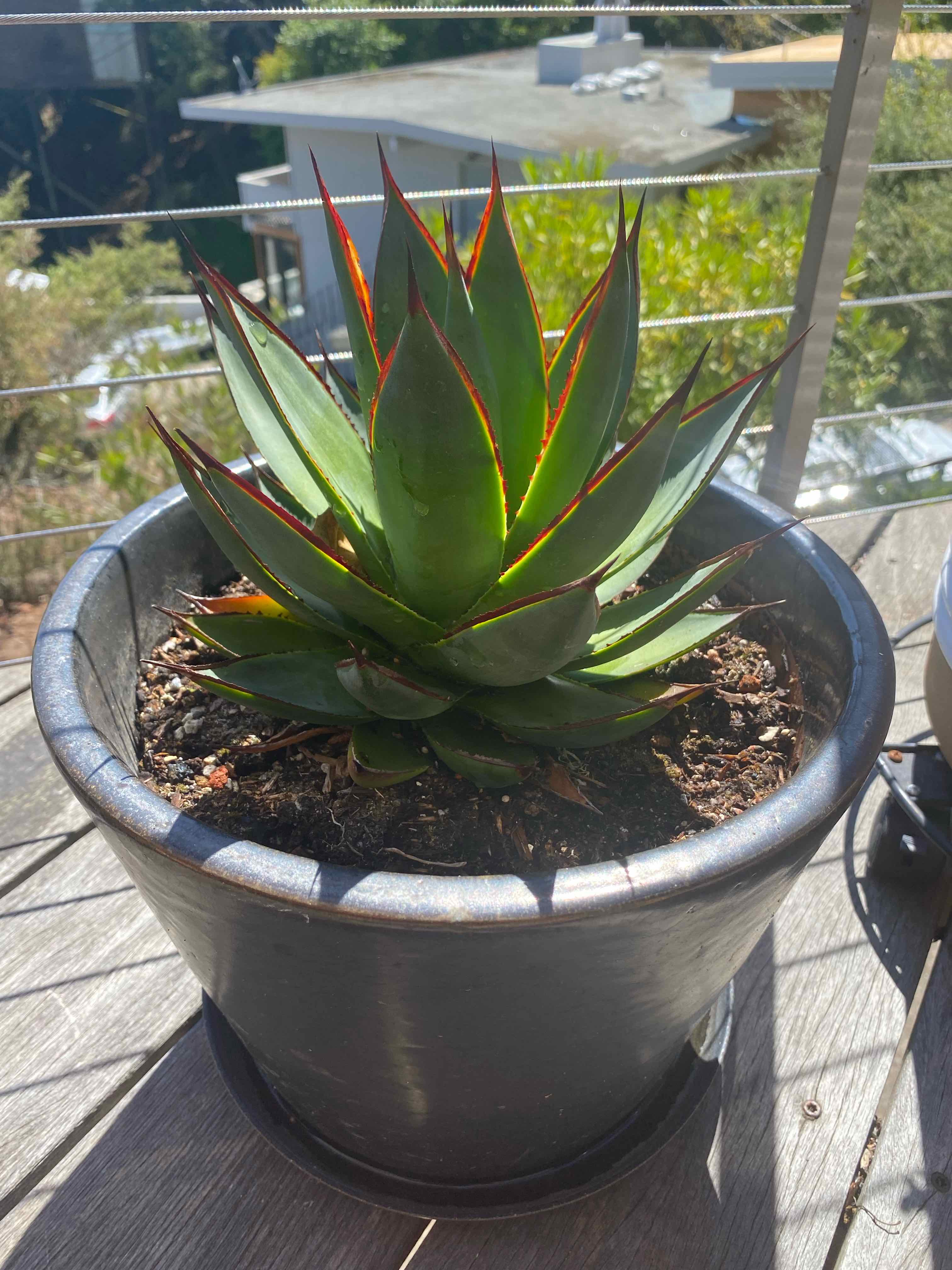 A healthy Agave 'Blue Glow' plant in a black pot outdoors with visible soil.