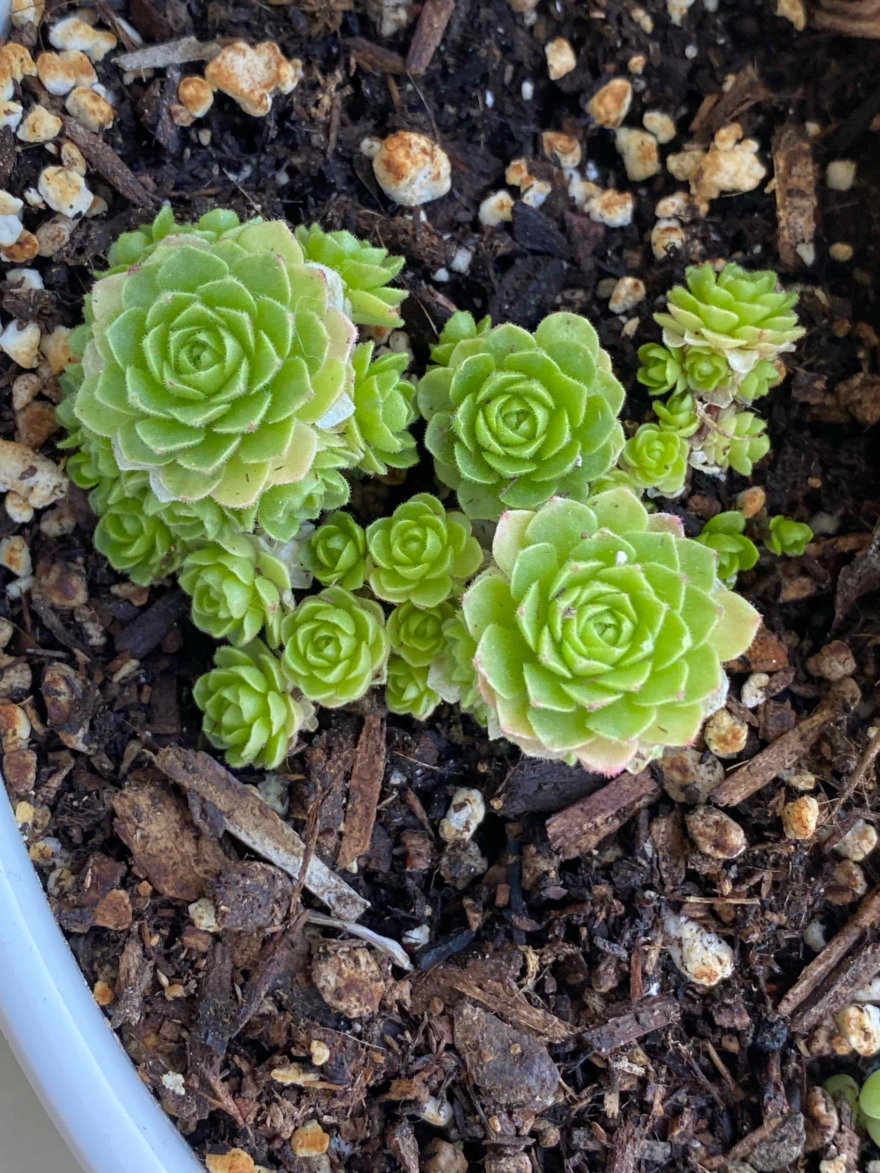 Plant care for Alpine Cherry on Greg, the plant care app