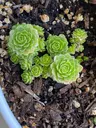 Plant care for lemon verbena on Greg, the plant care app