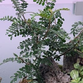 Photo of the plant species Sichuan Pepper by @YokeSawpalmetto named Shichun pepper on Greg, the plant care app