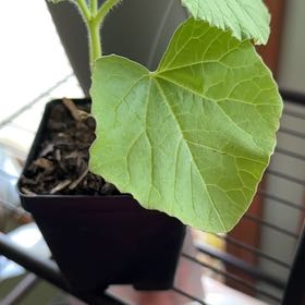 Photo of the plant species Melon by @cherrycerise named Planty on Greg, the plant care app