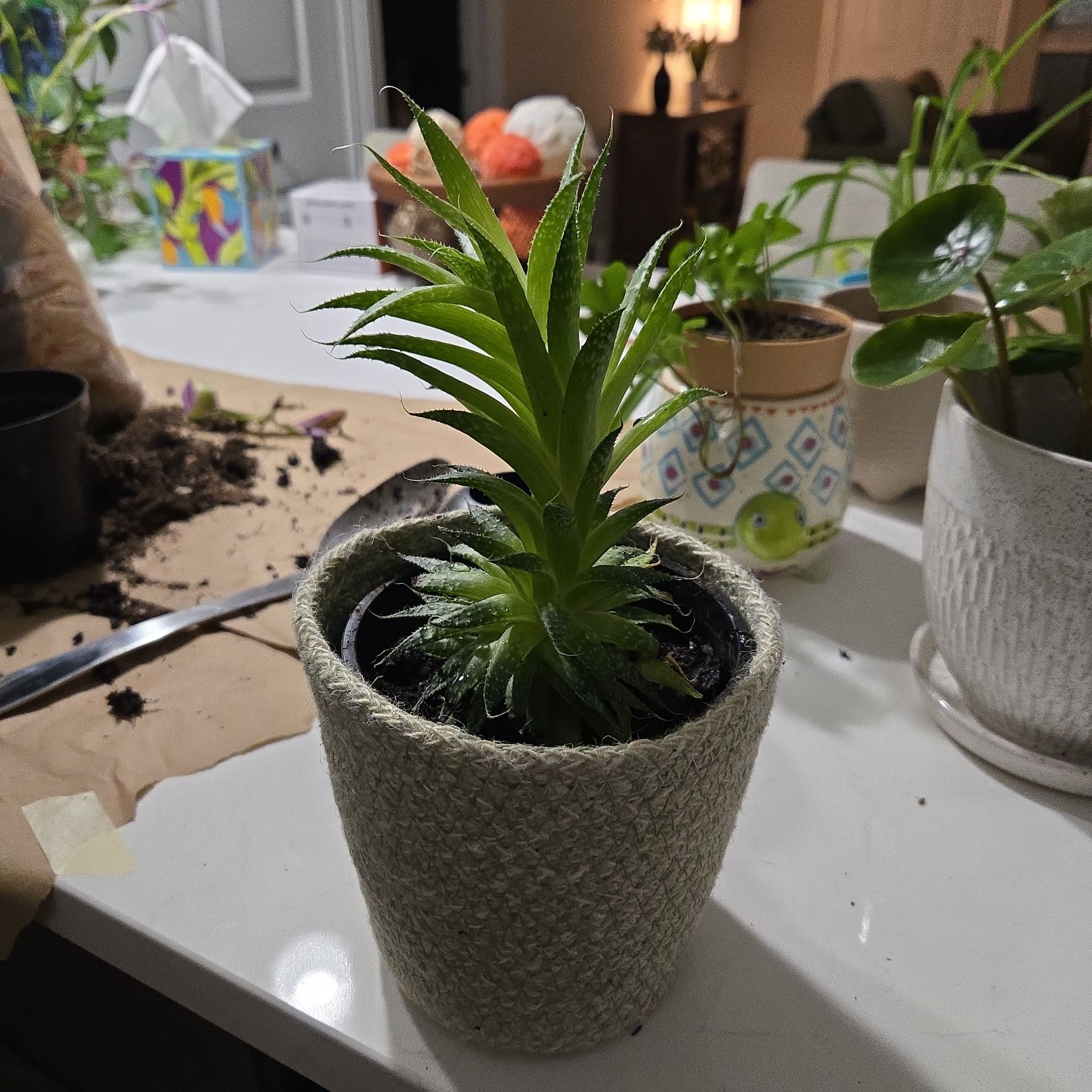 Photo of the plant species Dwarf Pineapple by @faulk628 named Jose on Greg, the plant care app